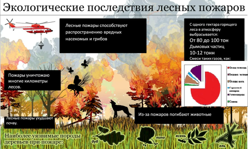 Posledstviya lesnyh pozharov