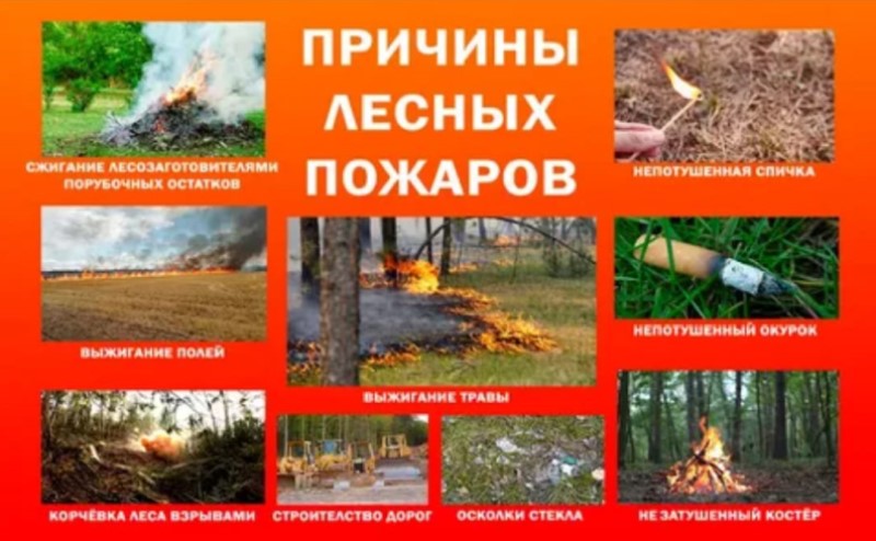Prichiny lesnyh pozharov