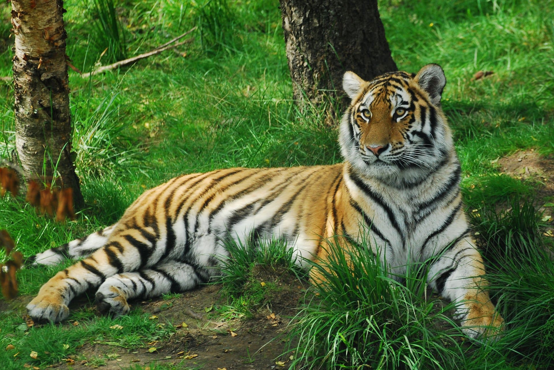 amurskii tigr